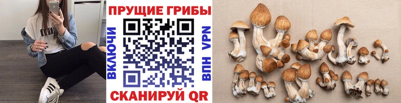 где купить   Минеральные Воды  Псилоцибиновые грибы прущие грибы 